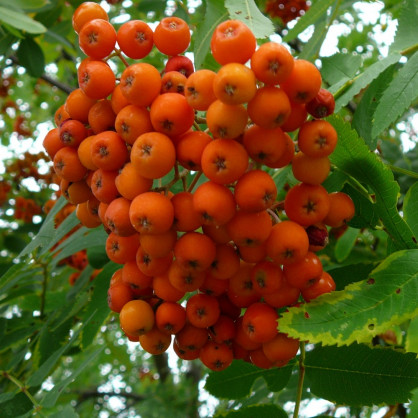 Рябина «Невежинская»