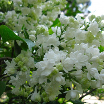 Сирень «Мисс Элен Вильмонт»