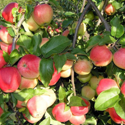 Яблоня «Кандиль Орловский»