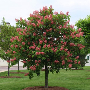 Каштан конский мясо-красный «Бриоти»