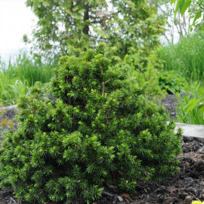 Ель обыкновенная «Томпа»