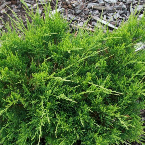 Можжевельник «Минт Джулеп»