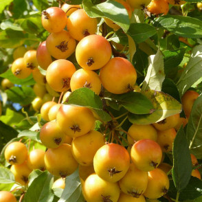 Яблоня «Китайка золотая»