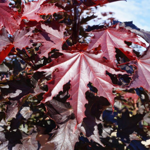 Клен «Пурпур Глобе» на штамбе