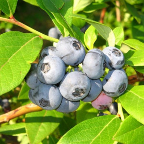 Голубика «Денис Блю»