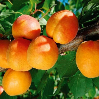Абрикос «Чемпион Севера»