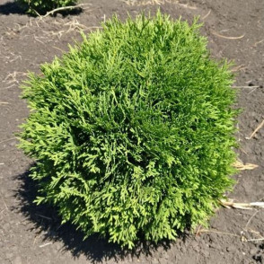 Туя западная «Литл Чемпион»