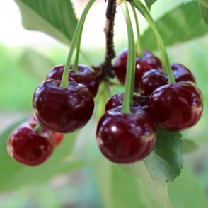 Вишня «Кентская»