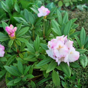 Рододендрон «Хельсинки Юниверсити»