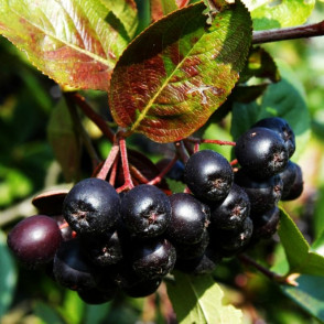 Рябина черноплодная (Арония)