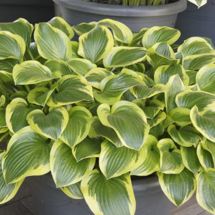 Хоста «Куин Жозефин» в ассортименте