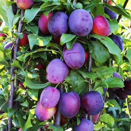 Алыча «Блю Свит»