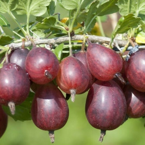 Крыжовник «Серенада»