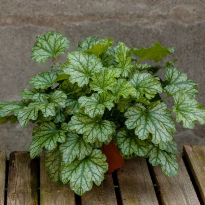 Гейхера «Париж»