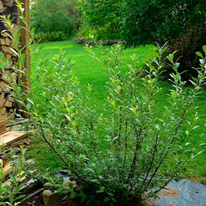 Ива «Маунт Асо»