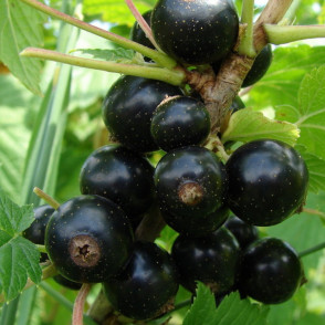 Смородина черная «Экзотика»