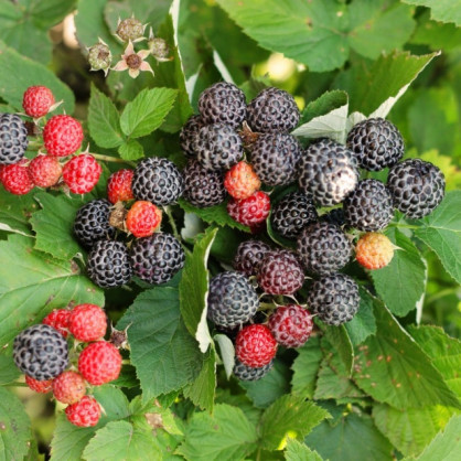 Ежевика «Кумберленд»