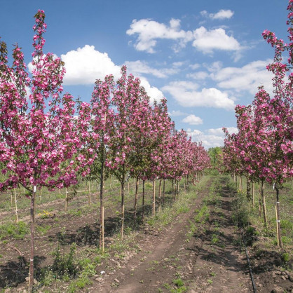 Яблоня декоративная «Ола» на штамбе