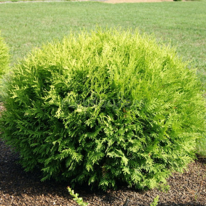 Туя западная «Глобоза Ауреа»