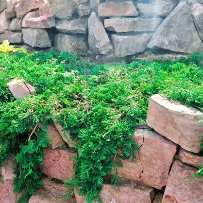 Можжевельник «Вилтони»