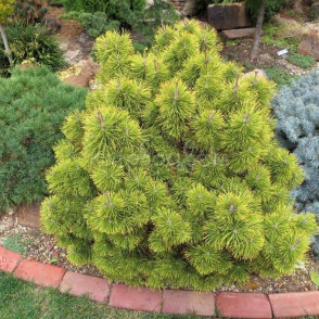 Сосна «Зюндерт» (Pinus mugo Zundert)