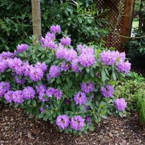 Рододендрон «Катевбинский Грандифлорум»