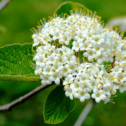 Калина гордовина «Ауреа»