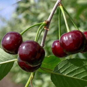 Вишня «Морозовка»