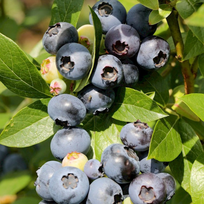 Голубика «Река»