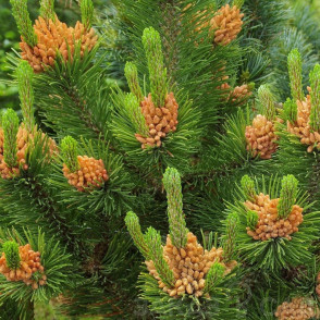 Сосна «Оранж Глоу»