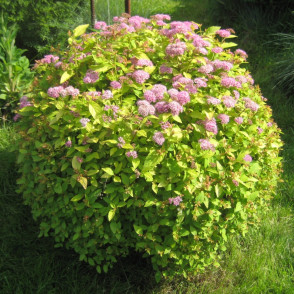 Спирея «Голден Принцесс»