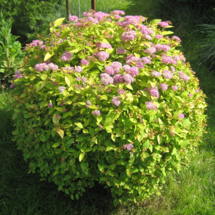 Спирея «Голден Принцесс»