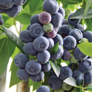 Голубика «Легаси»