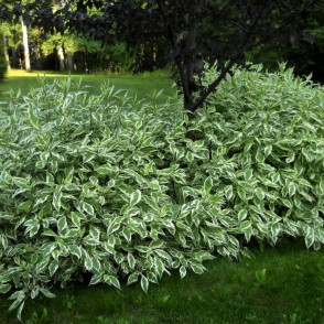 Дерен белый «Сибирика Вариегата»