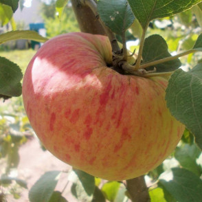 Яблоня «Орловим»