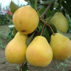 Груша «Лада»