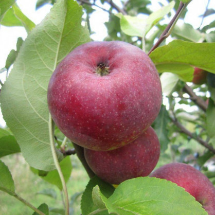 Яблоня «Макинтош»