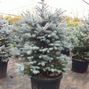 Ель колючая «Эдит» ( Picea pungens Edith)