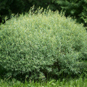 Ива пурпурная «Нана»