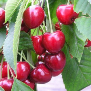 Черешня «Овстуженка»