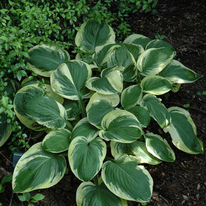 Хоста «Карнивал» в ассортименте