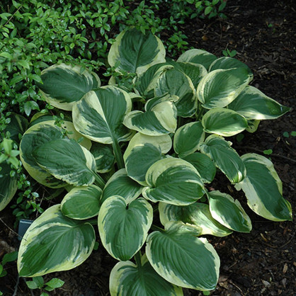 Хоста «Карнивал» в ассортименте