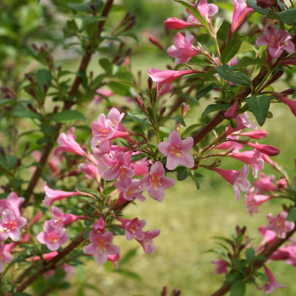 Вейгела ранняя