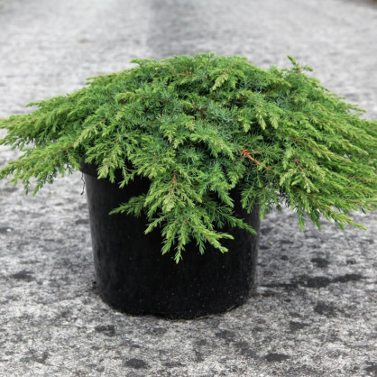 Можжевельник «Грин Карпет»