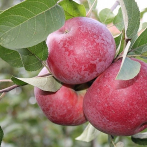 Яблоня «Лобо»