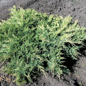 Можжевельник «Пфитцериана Компакта»