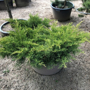 Можжевельник «Пфитцериана Аурея»