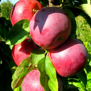 Яблоня колоновидная «Московское ожерелье»