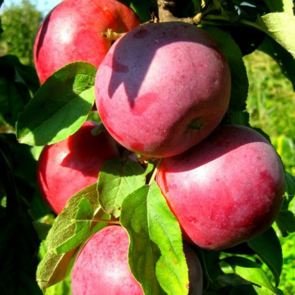 Яблоня колоновидная «Московское ожерелье»