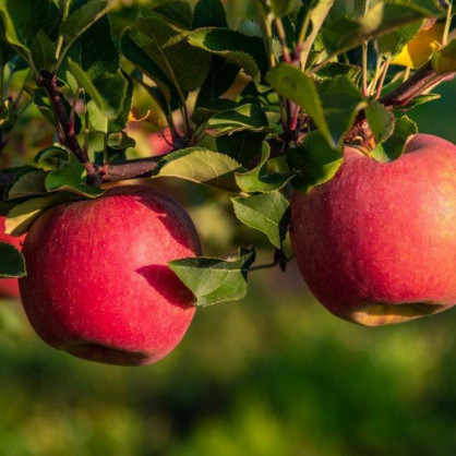 Яблоня «Веньяминовское»
